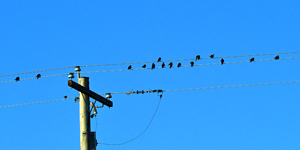 Purple Martin